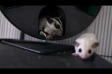 Truffle the baby sugar glider eating a treat!