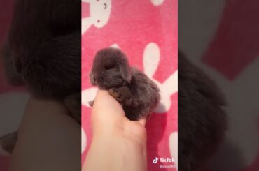 That's the world's adorable bunny. Sooooooooooo cute!!!!!!!!!!🐇🐇🐇🐰😍😍😍😍😍