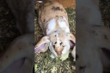 Rabbit babies- so dang cute !!