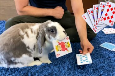Playing cards with rabbit in Quarantine