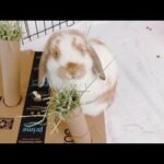 Baby Bunny Eating Hay | DIY Hay Trees For Bunnies