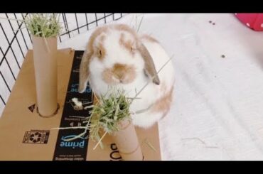Baby Bunny Eating Hay | DIY Hay Trees For Bunnies
