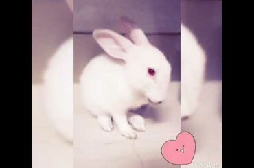 Cute Bunny
