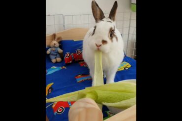 Cute bunny eating veggies
