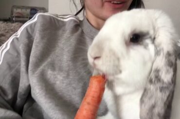 Cute bunny eating a carrot / asmr