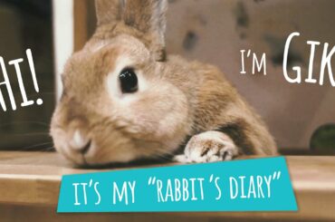 Cute Gike Bunny | Music Video with Rabbit. Gike's Video Diary - Rabbit's Channel