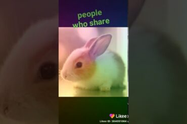 The dog the rabbit the kitten and the baby lamb are adorable.