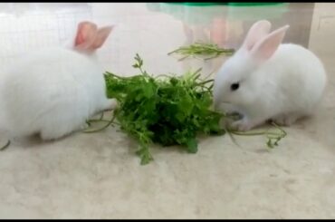 Cute cute rabbits of my son's friend
