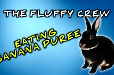 Rabbits Banana Puree | Thumper Rabbit | The Fluffy Crew