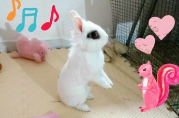 Conejito Super Feliz, hace Flops! Funny Cute Bunny.