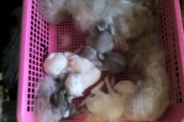Cute Baby Bunnies 1 week old