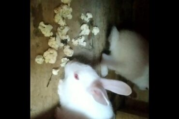 Cute Rabbit family ❤️🥰