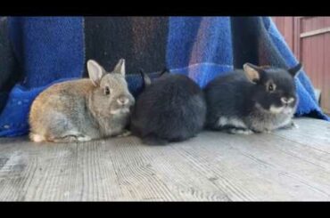 Netherland Dwarf Rabbits