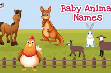 Baby Animal Names - Kids vocabulary | Learn English for kids | English educational video