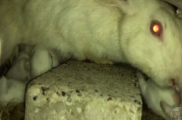 Most Beautiful Rabbits in The World | Rabbits Babies | So Cute Rabits