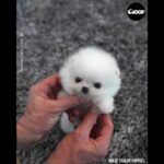 Incredibly Cute Tiny Pomeranian Puppy Wearing A Bunny Jacket