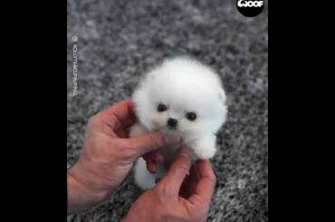 Incredibly Cute Tiny Pomeranian Puppy Wearing A Bunny Jacket