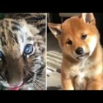 Life with Baby ANIMALS is FULL OF LAUGH Ha-Ha Pets Video 2020