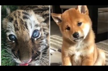 Life with Baby ANIMALS is FULL OF LAUGH Ha-Ha Pets Video 2020