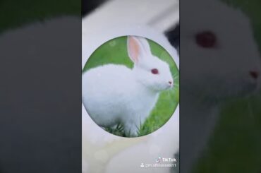 Cute photo to rabbit