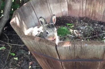 Funniest Rabbit Videos Weekly Compilation 2018   Funny Pet Videos   YouTube 1080p