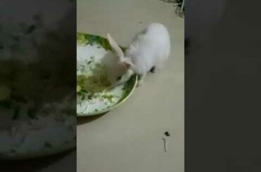 This is a cute red eyes rabbit