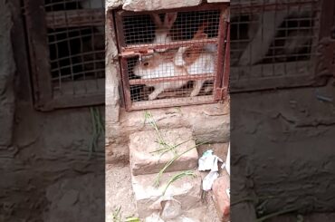 Cute ❤️💕 rabbit