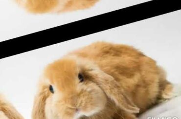 Top 5 cute rabbits..