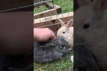 Bunnies playing on a sunday