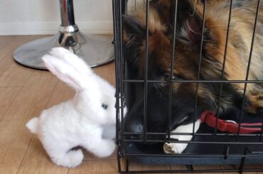 CUTE RABBIT VS GIANT PUPPY DOG