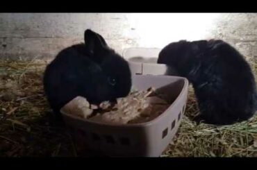 Botten på rabbit tractor