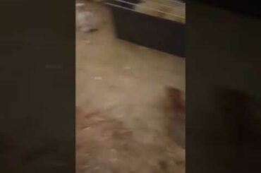 Baby Bunnies Having An Explore - Super Cute!