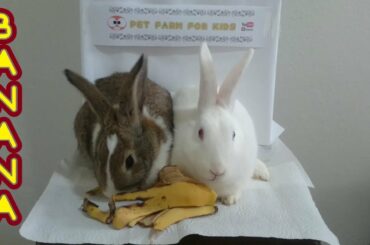 Rabbit Eating Banana peel ASMR #rabbits #bunnies #cute