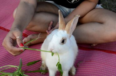 Cute rabbit, my sister and the rabbit at the countryside