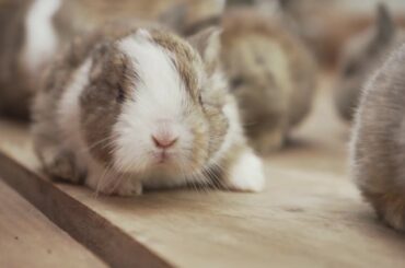 Baby Bunnies in a Basket [4k]