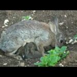 Mother Rabbit and baby rabbit