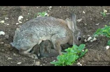 Mother Rabbit and baby rabbit