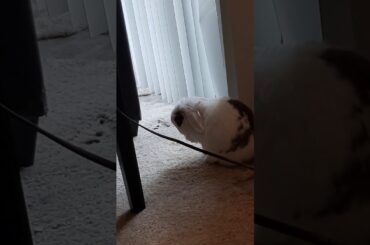 cute bunny cleans himself