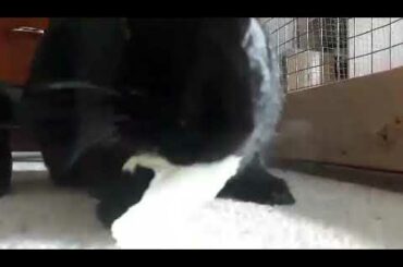 Cutest bunny eating lettuce. High quality.