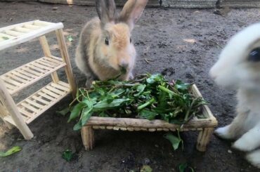 Rabbits eating ASMR tropical | weloverabbit bunny cute