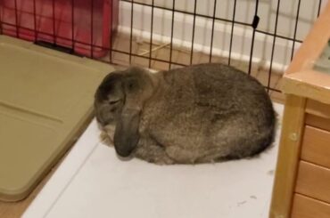 My Cute Bunnies! They are very cute!