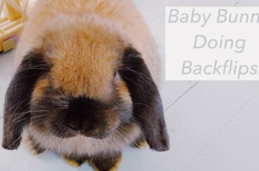 Baby Bunny Doing Backflips!!