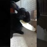Crunchy lettuce eating black baby bunny rabbit