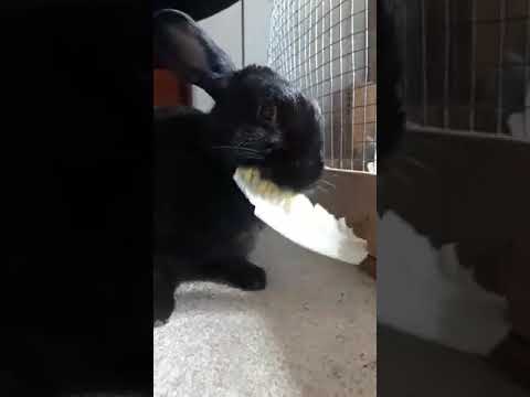 Crunchy lettuce eating black baby bunny rabbit