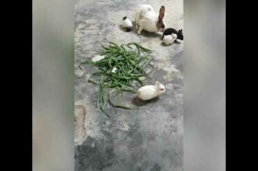 Cute Rabbits Eating