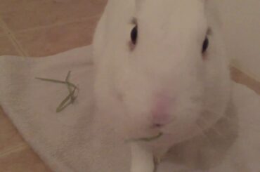 bunny eating hay. So cute