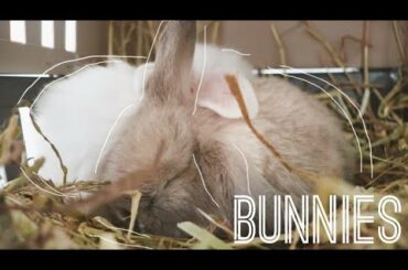 Getting 2 new bunnies!!