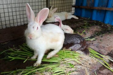 Rabbits Eating Vegetable 2020 - Rabbits Videos - Cute Rabbits - Rabbits