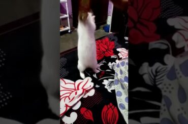 Cute rabbit ek baar zrur dekhe 😍