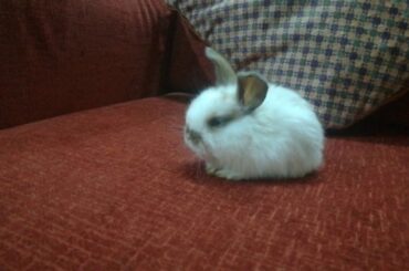 My peanut sized holland lop